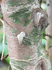 Parachondria