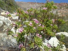 Pelargonium citronellum