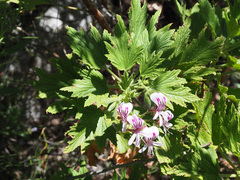 Pelargonium citronellum