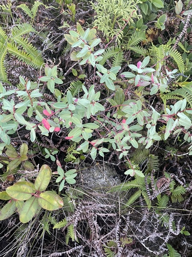 Euphorbia sparsiflora observed 2023-06-07