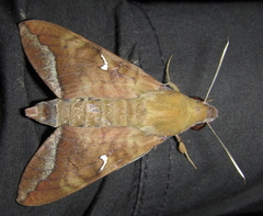 Nephele comma