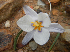 Afrocrocus unifolius