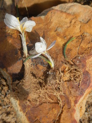 Afrocrocus unifolius