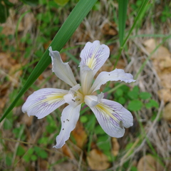 Iris macrosiphon