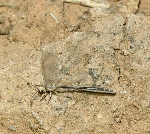 Gnopholeon delicatulus