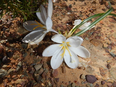 Afrocrocus unifolius