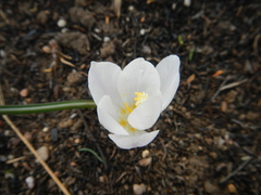Afrocrocus unifolius