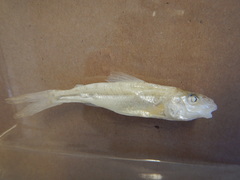 Percopsis omiscomaycus