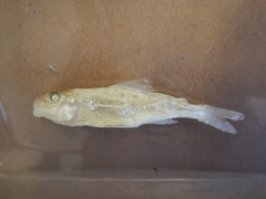 Percopsis omiscomaycus