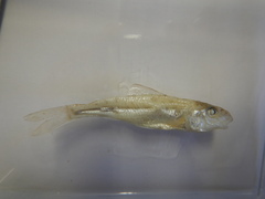 Percopsis omiscomaycus