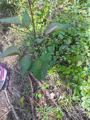 Desmodium lindheimeri