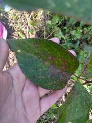 Desmodium lindheimeri