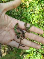 Desmodium lindheimeri