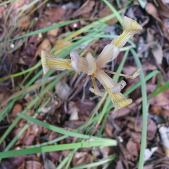 Iris macrosiphon