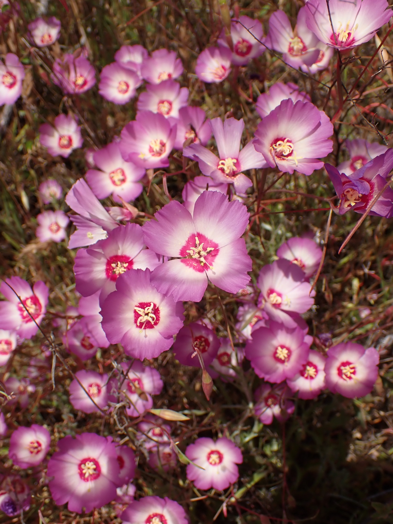 Clarkia gracilis ssp. tracyi