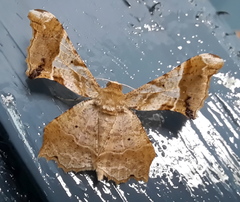 Krananda oliveomarginata