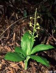 Liparis sootenzanensis