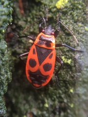 Pyrrhocoris apterus