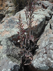 Adromischus triflorus