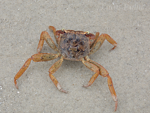 Armases angustipes