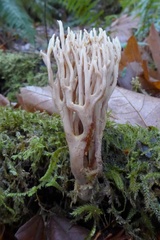 Ramaria concolor