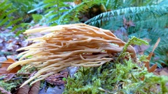 Ramaria concolor