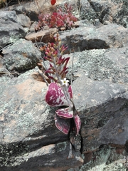 Adromischus triflorus