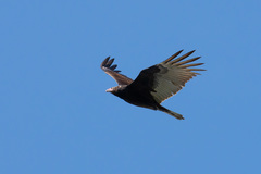 Cathartes aura image