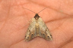 Stictopterinae