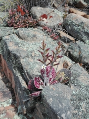 Adromischus triflorus