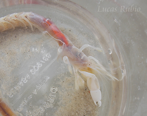 Callichirus corruptus