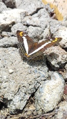 Adelpha alala