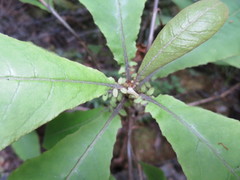 Brachyglottis hectorii