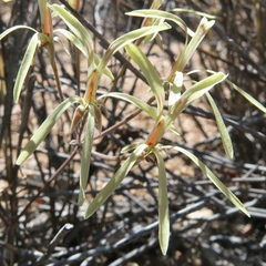 Pelargonium angustipetalum