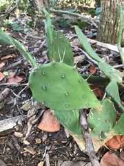 Opuntia stricta
