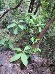 Brachyglottis hectorii