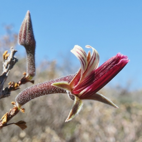 Pelargonium grandicalcaratum