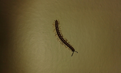Helicorthomorpha holstii