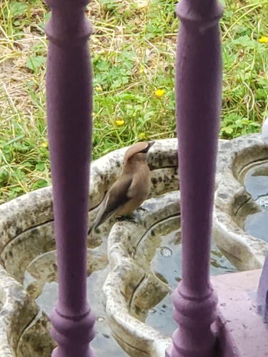 Cedar Waxwing photographed in Washington