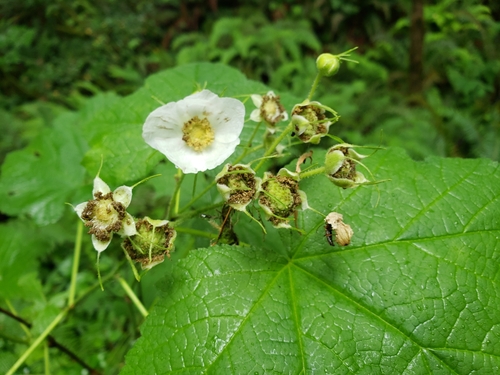 thimbleberry (Rubus parviflorus)