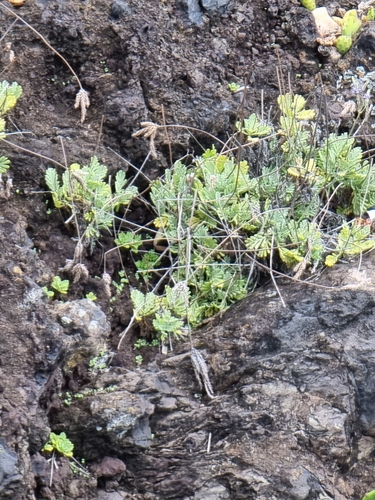 Image of Lavandula pinnata by (c) Vítor Jorge, some rights reserved (CC BY)