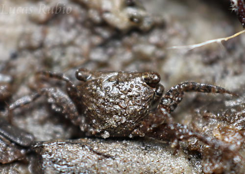 Armases rubripes