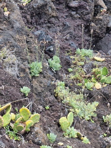 Image of Lavandula pinnata by (c) Vítor Jorge, some rights reserved (CC BY)