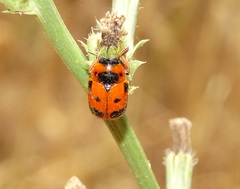 Clytra atraphaxidis