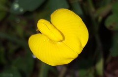 Arachis repens