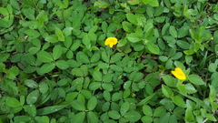 Arachis repens