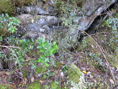 Melicytus improcerus