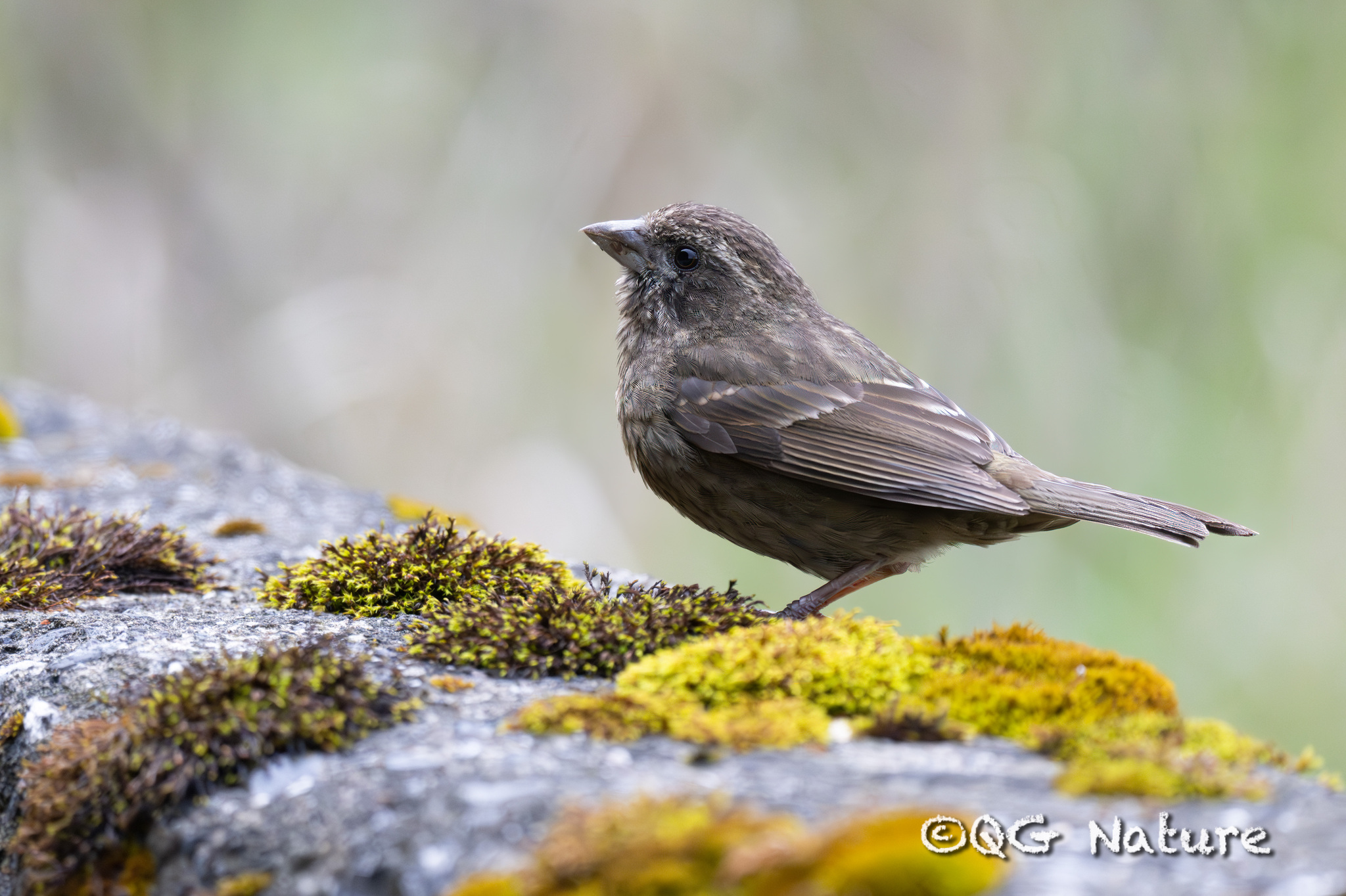 Dark-rumped Rosefinch