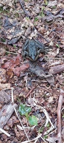 Columbia Spotted Frog photographed in Alaska