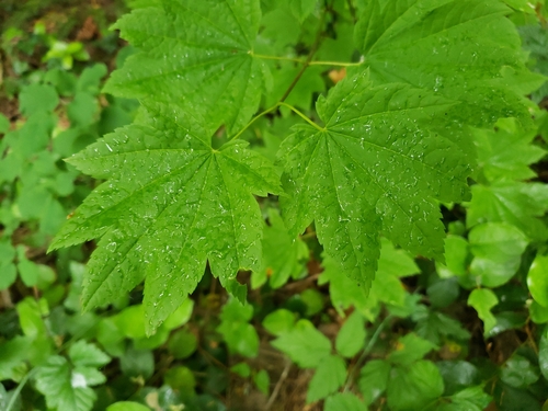 Acer circinatum